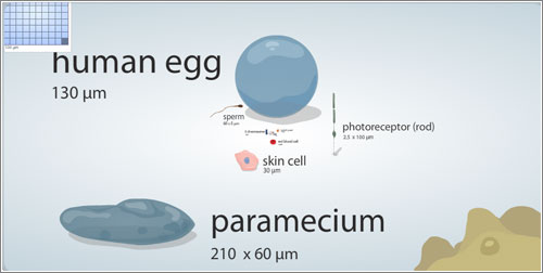 Cell Size and Scale / Universidad de Utah