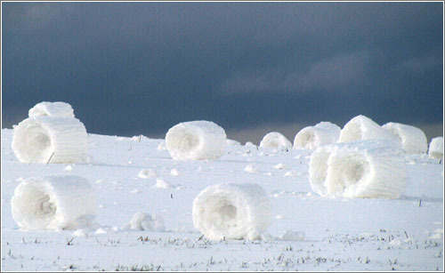 Snow Rollers - Tim Tevebaugh