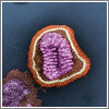 Virus de la gripe - coloreado