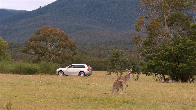 Volvo Kangaroo Detection