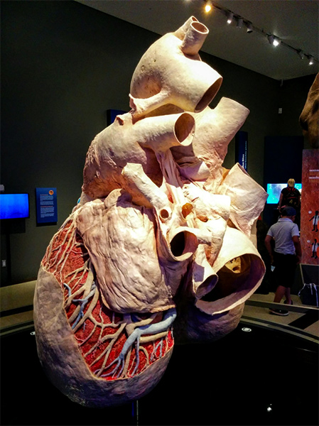 Whale heart photo randall c willis