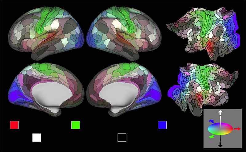 Mapa del cerebro, verano de 2016