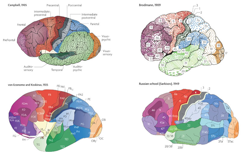 Zonas corticales según varias definiciones